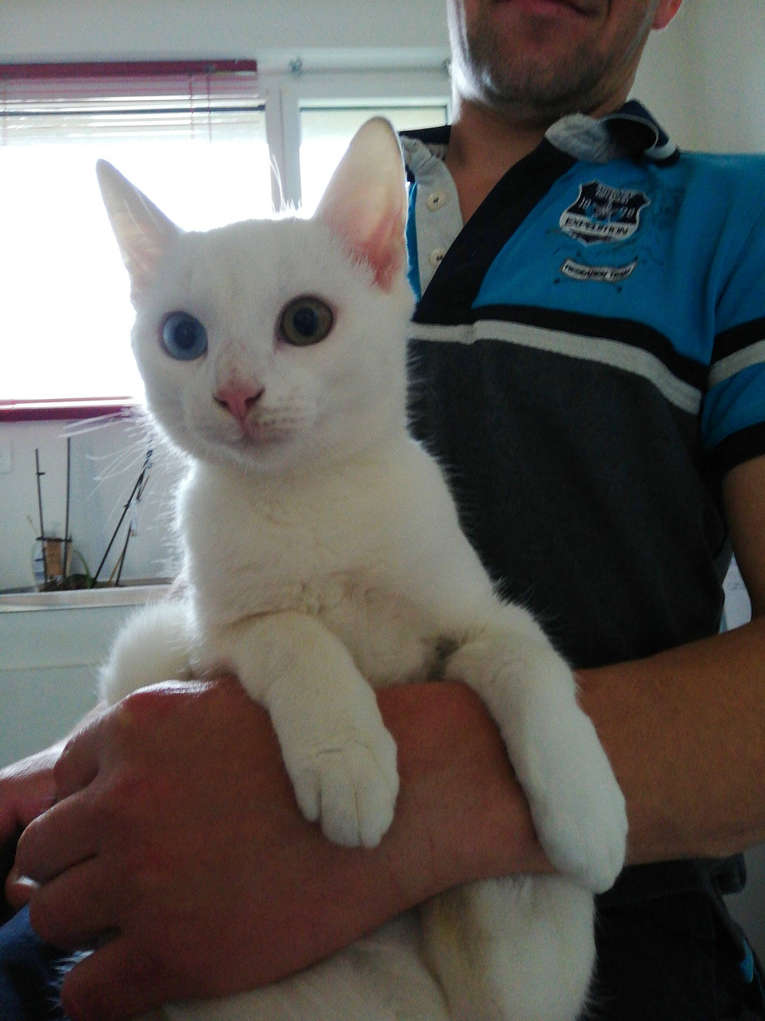 Paco a rejoint le concours — aidez-le/la à gagner de superbes lots ! asian, burmilla, carnivore, cat, colorpoint_shorthair, domestic_short_haired_cat, ear, felidae, german_rex, hand, japanese_bobtail, javanese, khao_manee, mammal, small_to_medium_sized_cats, turkish_angora, turkish_van, whiskers