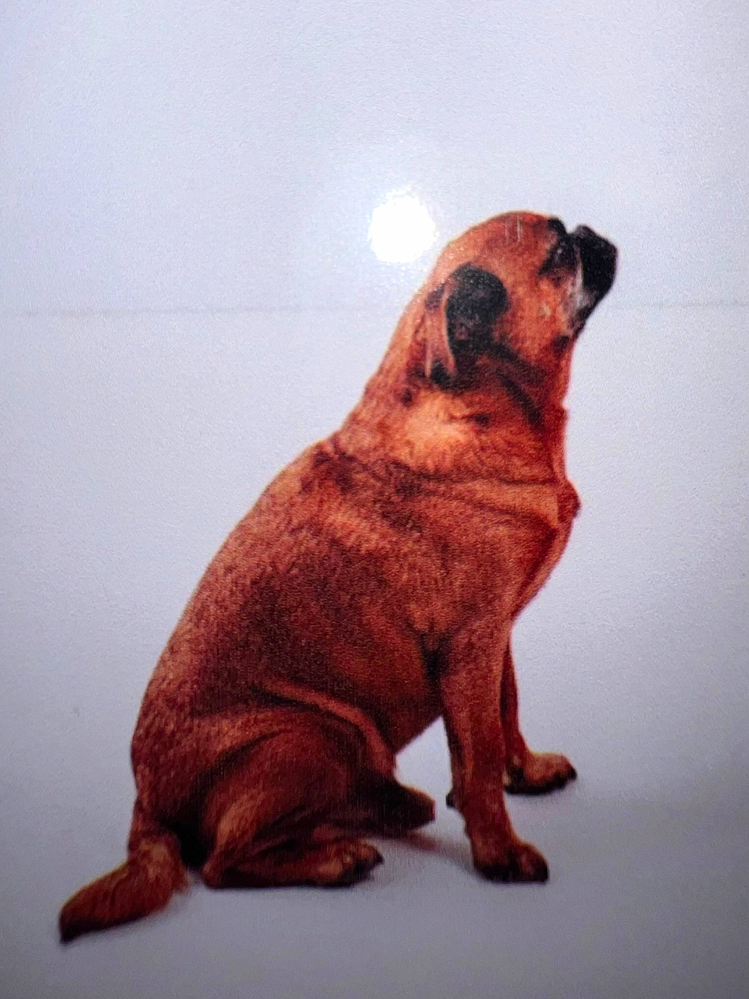 Natcho participe au concours pour gagner de l'argent avec cette photo : brown_bear, canidae, carnivore, companion_dog, dog, dog_breed, fawn, fur, liver, metal, paw, sporting_group, tail, terrestrial_animal, whiskers, wildlife, wood