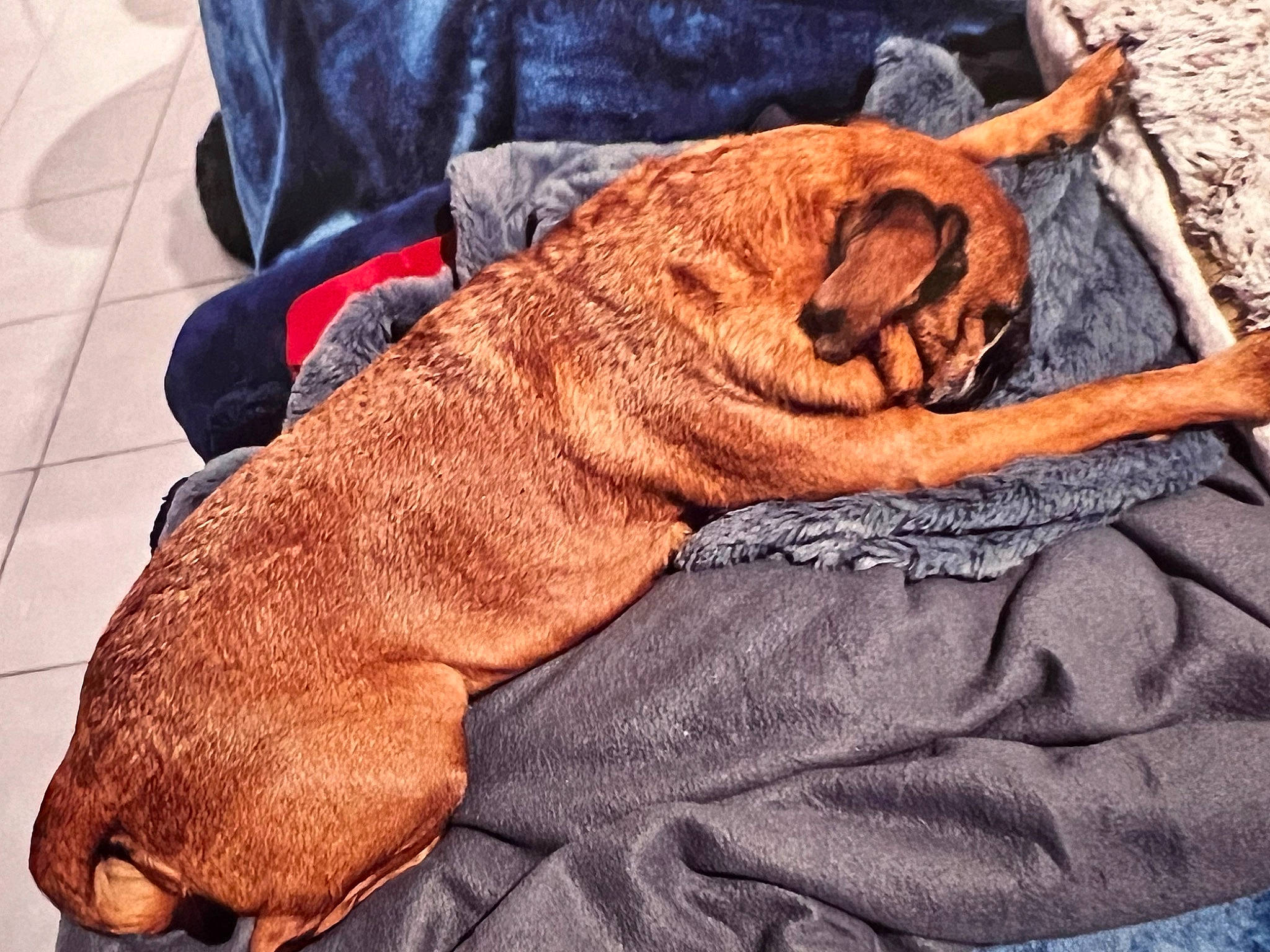 Natcho a rejoint le concours — aidez-le/la à gagner de superbes lots ! carnivore, comfort, companion_dog, dog_breed, fawn, felidae, foot, human_leg, knee, linens, liver, small_to_medium_sized_cats, snout, sporting_group, textile, thigh, wood, working_animal, wrinkle, wrist