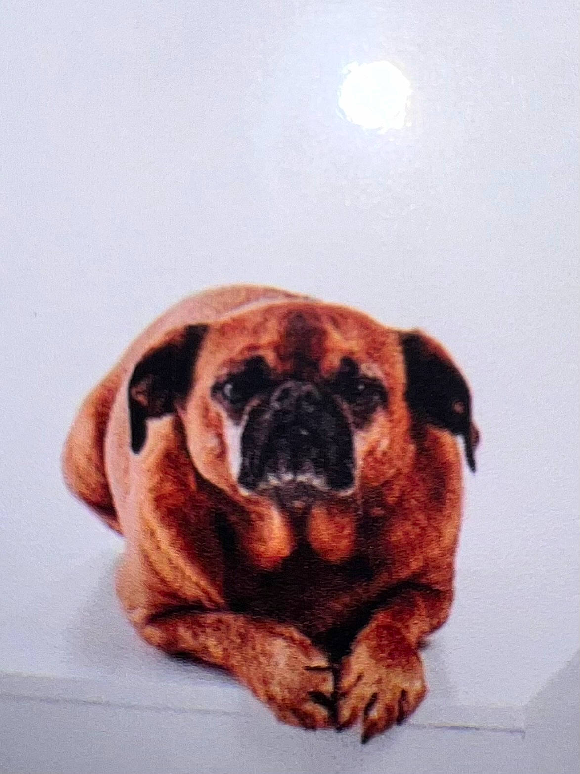 Natcho a rejoint le concours — aidez-le/la à gagner de superbes lots ! ancient_dog_breeds, canidae, carnivore, companion_dog, dog, dog_breed, door, fawn, fur, guard_dog, liver, non_sporting_group, pug, snout, sporting_group, terrestrial_animal, whiskers, working_animal, working_dog, wrinkle