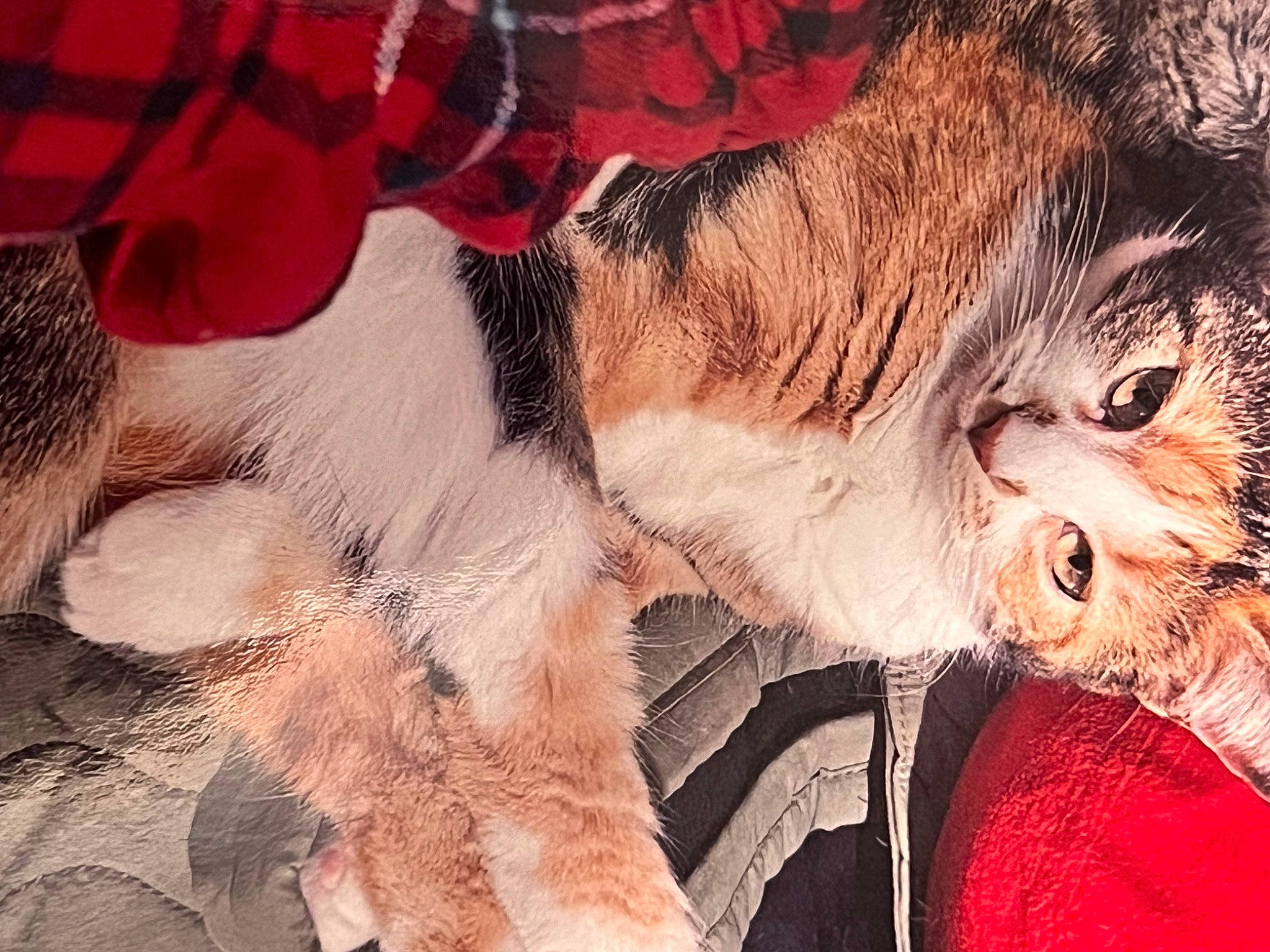 Tina a rejoint le concours — aidez-le/la à gagner de superbes lots ! big_cats, carmine, carnivore, cat, claw, companion_dog, domestic_short_haired_cat, fang, felidae, fur, pattern, paw, peach, small_to_medium_sized_cats, snout, tail, terrestrial_animal, visual_arts, whiskers, wildlife