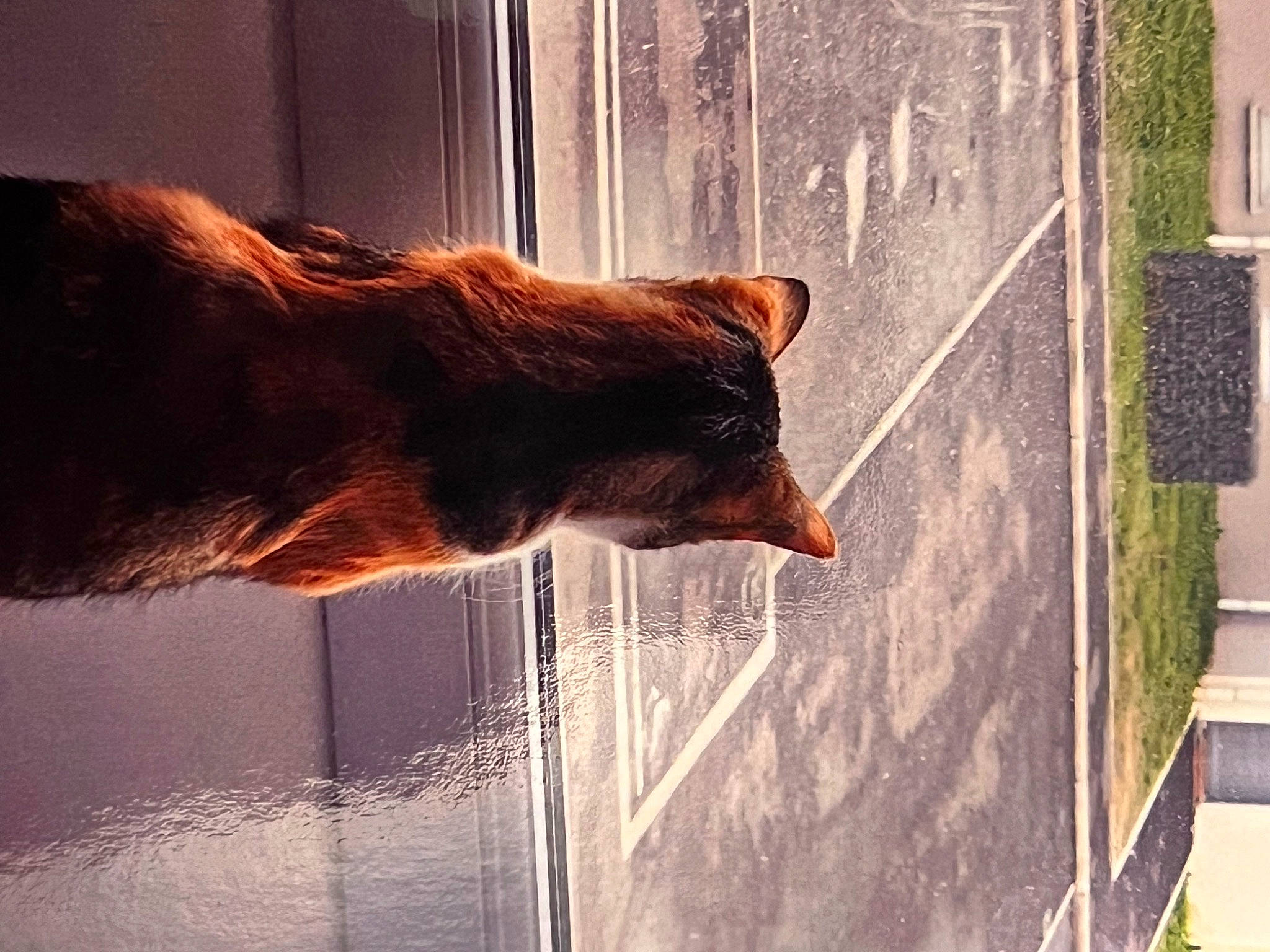 Tina a rejoint le concours — aidez-le/la à gagner de superbes lots ! carnivore, cat, door, felidae, fur, heat, house, orange, plant, reflection, shadow, small_to_medium_sized_cats, snout, sunlight, tail, tints_and_shades, tree, whiskers, window, wood