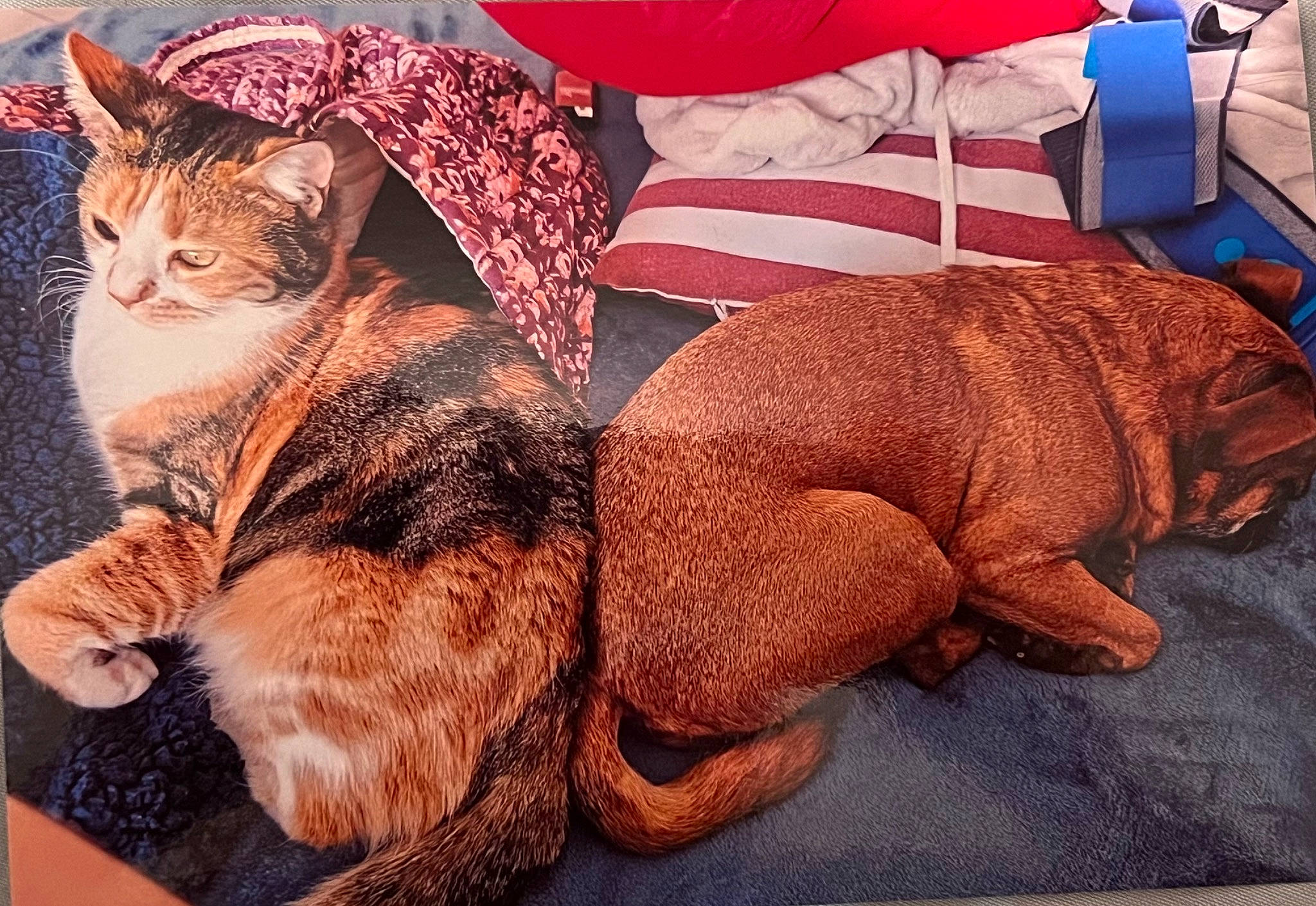 Tina a rejoint le concours — aidez-le/la à gagner de superbes lots ! bed, bedding, carnivore, cat, comfort, couch, domestic_short_haired_cat, fawn, felidae, fur, human_leg, leg, linens, nap, paw, small_to_medium_sized_cats, snout, tail, whiskers, wood