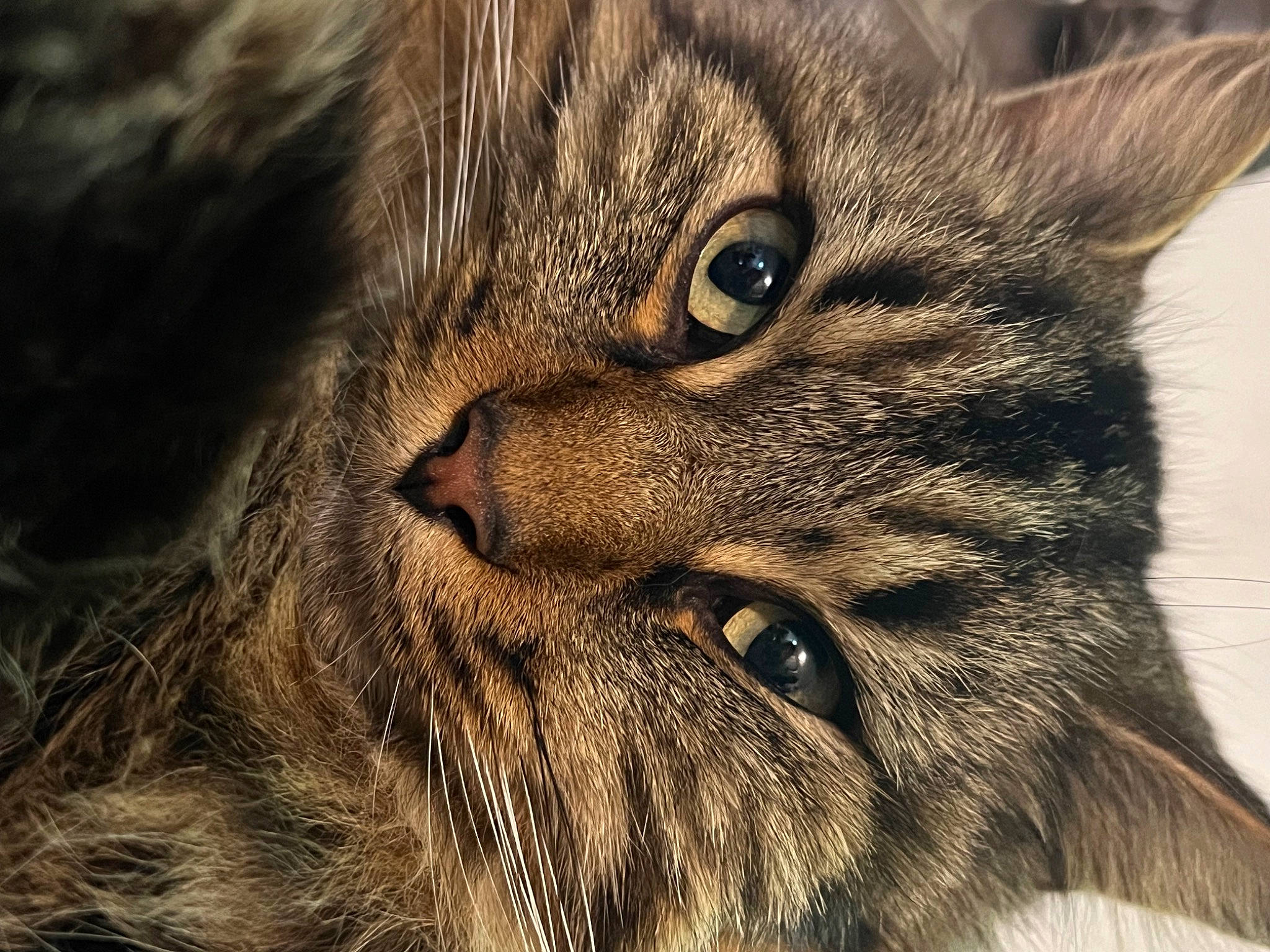 Rio a rejoint le concours — aidez-le/la à gagner de superbes lots ! carnivore, cat, close_up, domestic_short_haired_cat, felidae, fur, grass, paw, small_to_medium_sized_cats, snout, terrestrial_animal, whiskers, wildlife