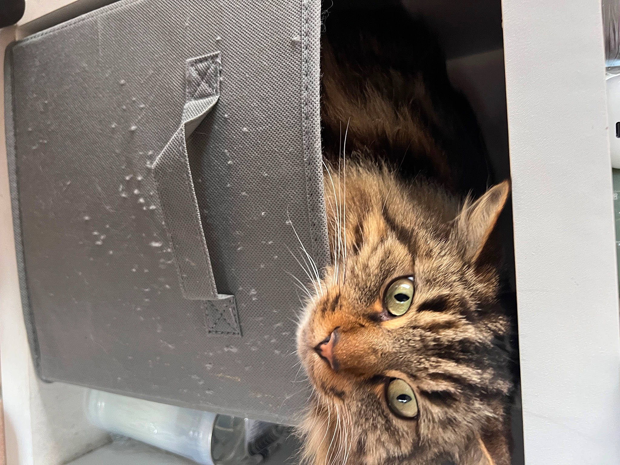 Rio a rejoint le concours — aidez-le/la à gagner de superbes lots ! carnivore, cat, domestic_short_haired_cat, door, felidae, fur, paw, small_to_medium_sized_cats, tail, terrestrial_animal, tree, whiskers, window, wood