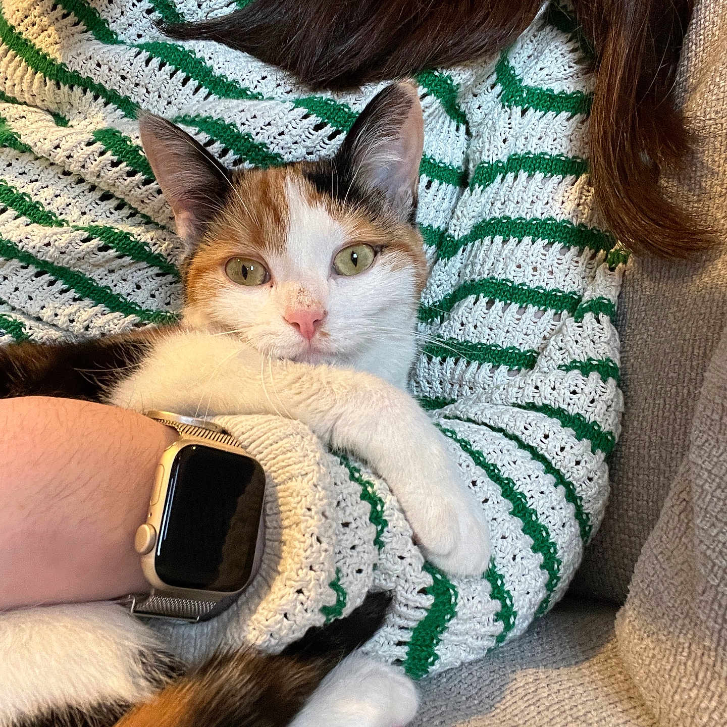 Plume a rejoint le concours — aidez-le/la à gagner de superbes lots ! adult, animal, blanket, cat, clothing, couch, electronics, female, furniture, head, kitten, knitwear, manx, person, pet, phone, photography, sweater, woman, wristwatch