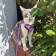 Mariposa is registered to the contest to win money with this photo: cat, purple_harness, leash, brick_wall, green_leaves, plant, outdoor, sunlight, shadow, pet, animal, curious, whiskers, sitting, garden, nature, feline, eye, leaf, adventure