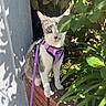 cat, purple_harness, leash, brick_wall, green_leaves, plant, outdoor, sunlight, shadow, pet, animal, curious, whiskers, sitting, garden, nature, feline, eye, leaf, adventure