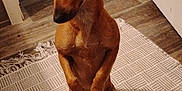 Baby joined the competition — help win amazing prizes! animal, brown_dog, canine, companion, contemplative, dog, domestic, door, ears_up, floor, flooring, home, indoor, interior, looking_down, pet, quiet, rug, sitting, small_dog