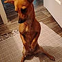 animal, brown_dog, canine, companion, contemplative, dog, domestic, door, ears_up, floor, flooring, home, indoor, interior, looking_down, pet, quiet, rug, sitting, small_dog
