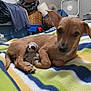 Baby joined the competition — help win amazing prizes! bedroom, blanket, brown_dog, clothes, cozy, dog, fan, indoor, pet, pet_cuddling, plush_toy, puppy, resting, sleeping, sloth_toy, small_dog, striped_blanket, stuffed_animal, toy, wicker_basket