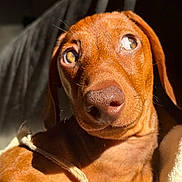 Amor a rejoint le concours — aidez-le/la à gagner de superbes lots ! dog, puppy, brown_dog, close_up, portrait, canine, floppy_ears, long_snout, brown_fur, wide_eyes, looking_at_camera, indoor, blanket, cozy, warm_lighting, sunlight, shadows, pet, cute, photography