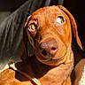 dog, puppy, brown_dog, close_up, portrait, canine, floppy_ears, long_snout, brown_fur, wide_eyes, looking_at_camera, indoor, blanket, cozy, warm_lighting, sunlight, shadows, pet, cute, photography