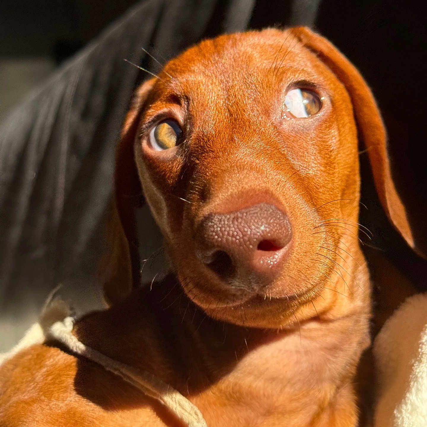 Amor a rejoint le concours — aidez-le/la à gagner de superbes lots ! dog, puppy, brown_dog, close_up, portrait, canine, floppy_ears, long_snout, brown_fur, wide_eyes, looking_at_camera, indoor, blanket, cozy, warm_lighting, sunlight, shadows, pet, cute, photography