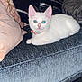 Ghost is registered to the contest to win money with this photo: animal, cat, collar, couch, cute, domestic_cat, ears, eyes, fur, furniture, indoor, kitten, nose, paw, pet, pillows, resting, small_animal, whiskers, white_cat
