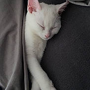 Ghost is registered to the contest to win money with this photo: animal, bed, blanket, cat, comfort, cozy, cute, domestic_cat, fur, indoor, kitten, paws, peaceful, pet, relaxing, resting, sleeping, soft, white_cat, young_cat