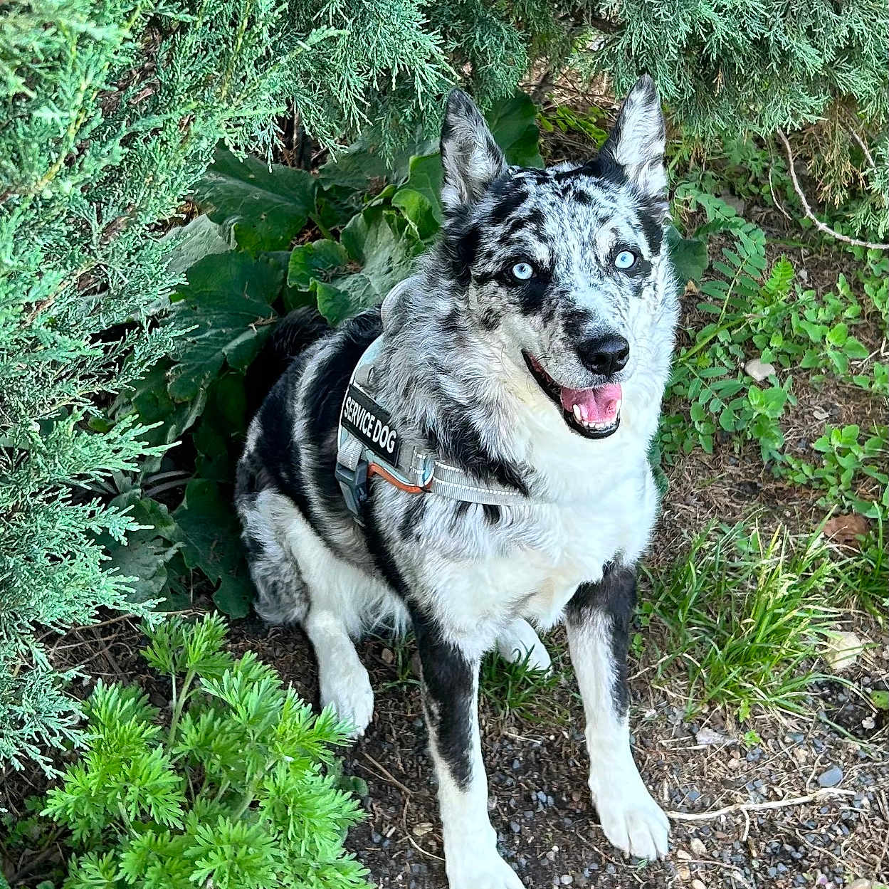 Dannie Boy is registered to the contest to win money with this photo: dog, service_dog, blue_eyes, happy, outdoor, greenery, leaves, plants, nature, animal, pet, fur, sitting, smile, canine, alert, ground, black_and_white, eyes, ears