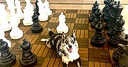 Dannie Boy is registered to the contest to win money with this photo: dog, chessboard, chess_pieces, indoor, couch, floor, sign, black_chess_pieces, white_chess_pieces, happy, pet, playful, large_objects, seating, tile_floor, waiting_area, relaxed, animal, board_game, leisure