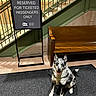 Dannie Boy is registered to the contest to win money with this photo: dog, indoor, bench, sign, carpet, stairs, railing, building_interior, pet, animal, seating_area, leash, ticketed_passengers, reserved_seating, smiling_dog, black_and_white_dog, happy_pet, wooden_bench, floor, architecture
