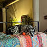 dog, bed, orange_ball, patterned_bedspread, lamp, mirror, plant, indoor, resting, paw, furniture, colorful, decor, canine, relaxed, portrait, cozy, shadows, looking, animal
