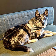 Dannie Boy joined the competition — help win amazing prizes! alert, animal, bench, calm, canine, companion, dog, domestic_animal, ears, floor, fur, furniture, indoor, leash, merle_coat, pet, resting, service_dog, sitting, wooden_floor