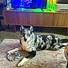 Dannie Boy is registered to the contest to win money with this photo: dog, blue_eyes, black_and_white, rope_toy, rug, living_room, wooden_cabinet, television, printer, floor, pet, indoor, furniture, animal, canine, resting, looking_at_camera, toy, home, decor