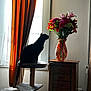 Bica joined the competition — help win amazing prizes! cat, black_cat, cat_tree, flowers, vase, bouquet, window, curtains, orange_curtains, furniture, drawer, wooden_drawer, indoor, natural_light, pet, animal, home, decor, plant, cozy