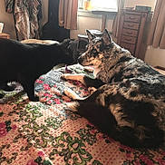 Dannie is registered to the contest to win money with this photo: black_cat, dog, indoor, bed, blanket, floral_pattern, furniture, curtains, window, carpet, pet, animal, relaxing, home, cozy, interaction, laying_down, standing, close_up, domestic