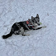 Dannie is registered to the contest to win money with this photo: alert, animal, black_and_white, blue_eyes, canine, cold, companion, dog, fur, guard, lying_down, mammal, nature, outdoor, pet, playful, security_harness, snow, watchful, winter