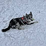 alert, animal, black_and_white, blue_eyes, canine, cold, companion, dog, fur, guard, lying_down, mammal, nature, outdoor, pet, playful, security_harness, snow, watchful, winter