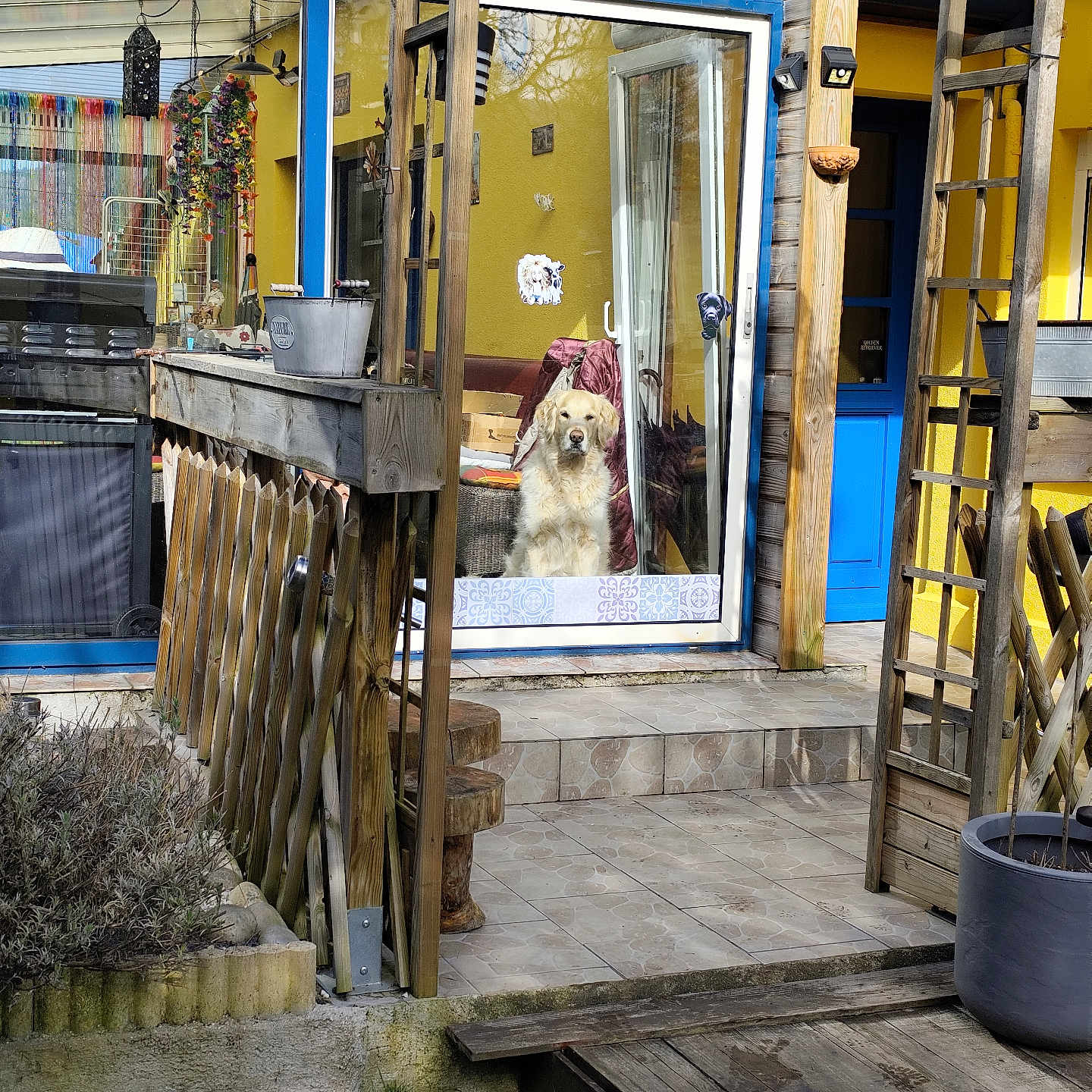 Oreo a rejoint le concours — aidez-le/la à gagner de superbes lots ! dog, golden_retriever, glass_door, blue_door_frame, yellow_wall, wooden_structure, garden, potted_plant, patio, tiles, sunlight, outdoor, fence, reflection, house, door_handle, bench, plants, wood, cozy