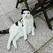 Noisette participe au concours pour gagner de l'argent avec cette photo : aegean_cat, black_and_white, carnivore, cat, domestic_short_haired_cat, european_shorthair, eye, felidae, floor, flooring, fur, kitten, leg, polydactyl_cat, small_to_medium_sized_cats, snapshot, tail, turkish_van, whiskers, white