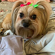 Issabella is registered to the contest to win money with this photo: dog, pet, bed, blanket, fur, bow, cute, small_dog, animal, indoor, resting, tan_fur, decor, cozy, portrait, face, ears, large_eyes, soft, domestic