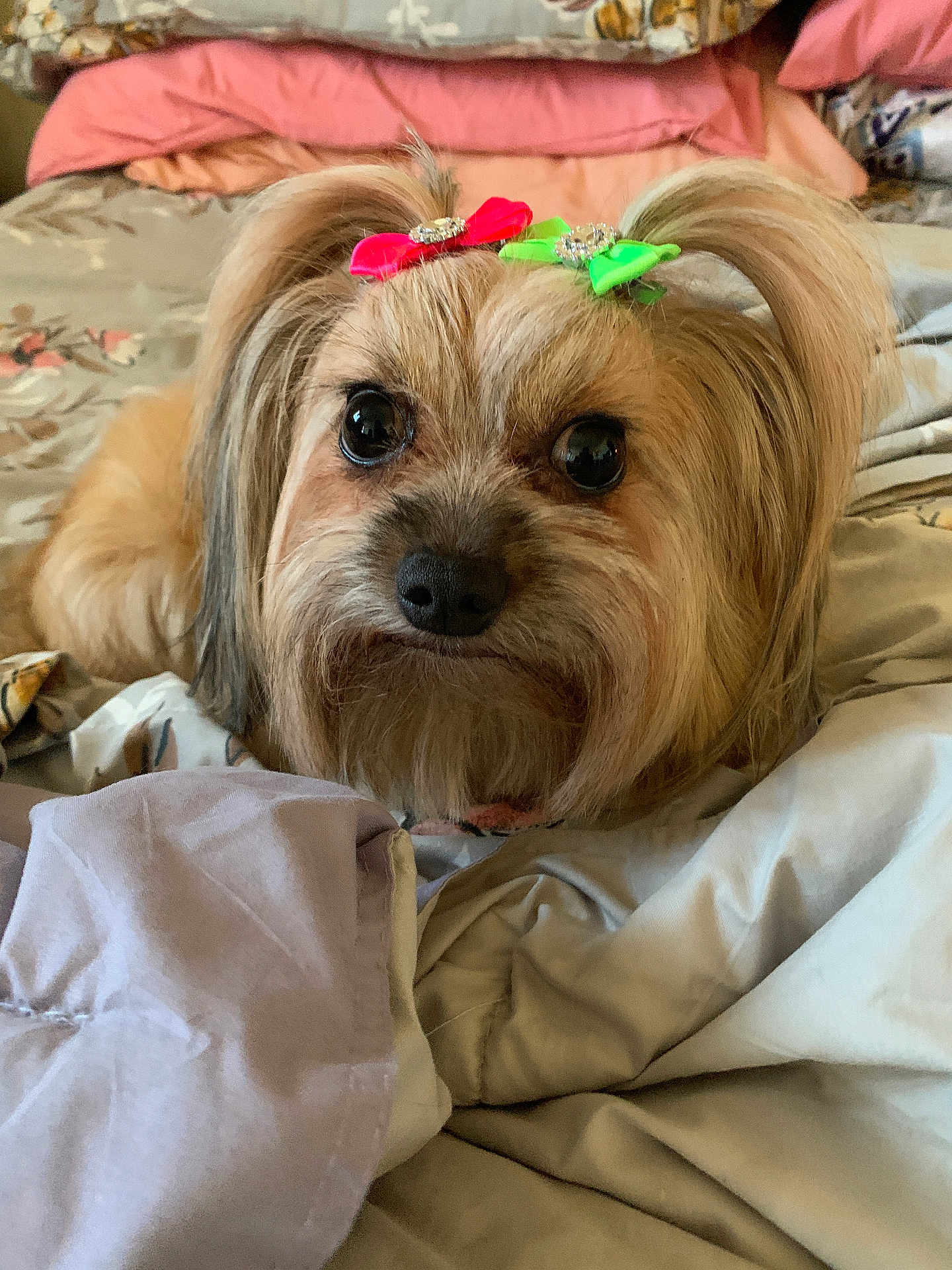Issabella is registered to the contest to win money with this photo: dog, pet, bed, blanket, fur, bow, cute, small_dog, animal, indoor, resting, tan_fur, decor, cozy, portrait, face, ears, large_eyes, soft, domestic