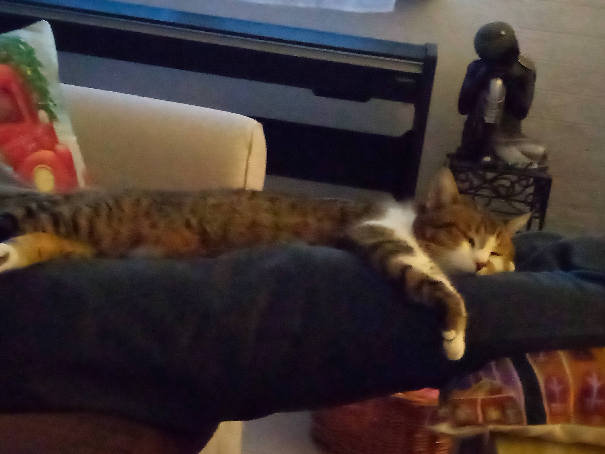 Naya a rejoint le concours — aidez-le/la à gagner de superbes lots ! carnivore, cat, comfort, couch, domestic_short_haired_cat, felidae, fur, furniture, human_leg, lap, living_room, paw, room, sitting, small_to_medium_sized_cats, studio_couch, tail, vertebrate, whiskers, wood