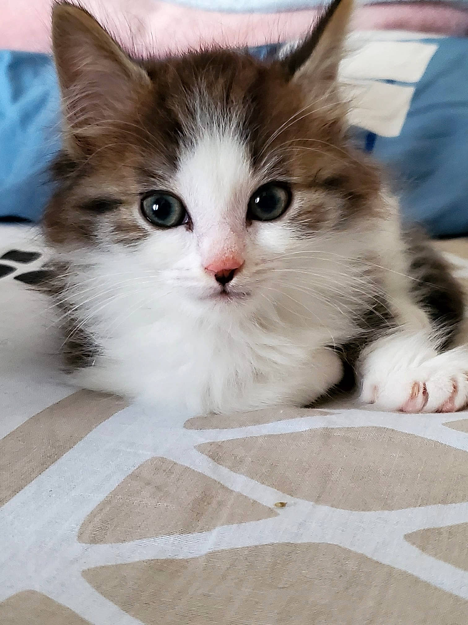 Aslan participe au concours pour gagner de l'argent avec cette photo : box, carnivore, cat, claw, comfort, domestic_short_haired_cat, fawn, felidae, flooring, foot, fur, paw, photo_caption, sitting, small_to_medium_sized_cats, snout, tail, whiskers