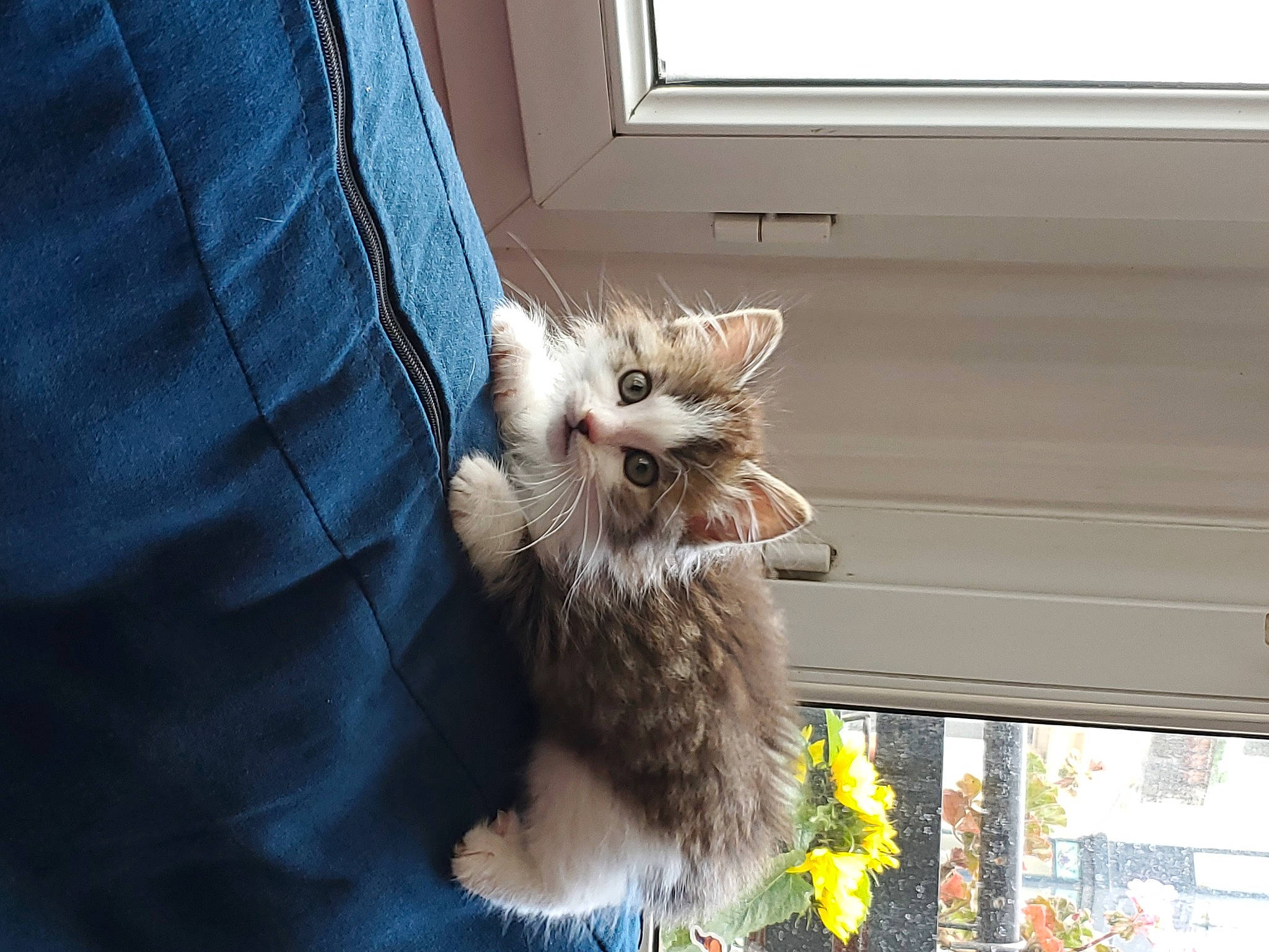 Aslan a rejoint le concours — aidez-le/la à gagner de superbes lots ! carnivore, cat, claw, companion_dog, denim, domestic_short_haired_cat, fawn, felidae, flowerpot, fur, gesture, grass, paw, plant, small_to_medium_sized_cats, tail, whiskers, window