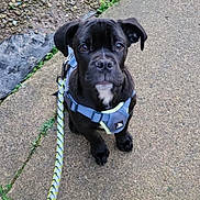 Dexter is registered to the contest to win money with this photo: puppy, dog, black_dog, harness, leash, outdoor, concrete, gravel, grass, pet, animal, young_dog, sitting, cute, looking_up, collar, small_dog, fur, canine, walking