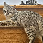 Sienna a rejoint le concours — aidez-le/la à gagner de superbes lots ! cat, tabby, stairs, wooden_stairs, carpet_runner, indoor, pet, animal, feline, curious, looking_back, slippers, home, resting, fur, whiskers, ears, tail, domestic_animal, wood