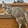cat, tabby, stairs, wooden_stairs, carpet_runner, indoor, pet, animal, feline, curious, looking_back, slippers, home, resting, fur, whiskers, ears, tail, domestic_animal, wood