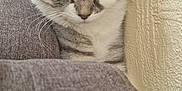 Sienna participe au concours pour gagner de l'argent avec cette photo : cat, tabby, sleeping, cozy, indoor, pet, feline, resting, couch, gray, white, fur, animal, cute, domestic, wall, texture, relaxing, closeup, snug