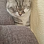cat, tabby, sleeping, cozy, indoor, pet, feline, resting, couch, gray, white, fur, animal, cute, domestic, wall, texture, relaxing, closeup, snug