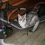 Sienna participe au concours pour gagner de l'argent avec cette photo : cat, gray_cat, electric_scooter, indoor, wooden_floor, furniture, green_rug, pet, animal, floor, handlebar, wheel, cord, relaxed, curious, domestic_animal, transportation, seat, tail, ears