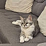 Sienna a rejoint le concours — aidez-le/la à gagner de superbes lots ! cat, gray_cat, white_cat, pet, animal, feline, couch, sofa, pillow, indoor, relaxing, resting, fur, whiskers, ears, paw, home, cozy, comfortable, cute