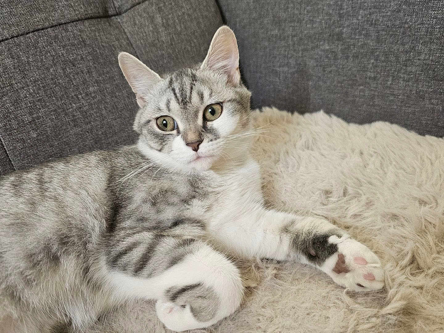 Sienna participe au concours pour gagner de l'argent avec cette photo : cat, tabby_cat, gray_cat, white_cat, pet, feline, indoor, couch, blanket, fur, paw, relaxed, cute, animal, whiskers, ears, eyes, resting, cozy, domestic_cat