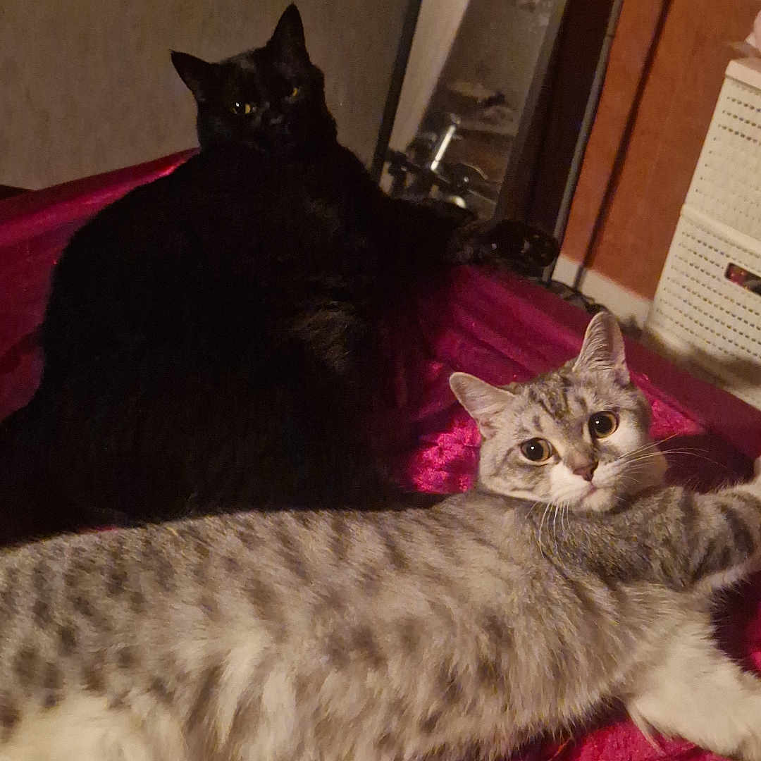 Bagheera Et Sienna participe au concours pour gagner de l'argent avec cette photo : animal, bed, black_cat, cat, companion, cozy, curious, domestic_cat, feline, fur, gray_tabby_cat, indoor, looking_at_camera, pet, red_fabric, relaxing, resting, soft_texture, stretching, two_cats