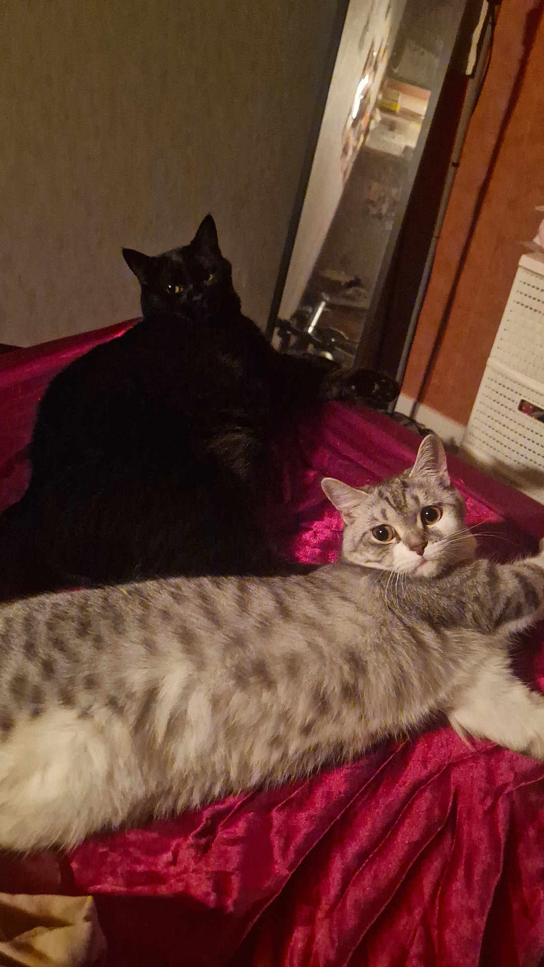Bagheera Et Sienna participe au concours pour gagner de l'argent avec cette photo : animal, bed, black_cat, cat, companion, cozy, curious, domestic_cat, feline, fur, gray_tabby_cat, indoor, looking_at_camera, pet, red_fabric, relaxing, resting, soft_texture, stretching, two_cats
