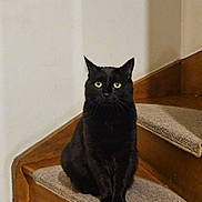 Bagheera Et Sienna participe au concours pour gagner de l'argent avec cette photo : alert, animal, animal_portrait, black_cat, carpet, cat, cute, domestic_cat, feline, fur, home, indoor, looking, pet, portrait, quiet, sitting, stairs, wooden_stairs, yellow_eyes