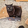 Bagheera participe au concours pour gagner de l'argent avec cette photo : cat, black_cat, box, shoebox, floor, tile_floor, chair_leg, foot, slipper, indoor, pet, feline, curious, seated, home, wooden_furniture, cabinet, plant, cozy, casual