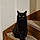 Bagheera